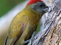 olyfspeg met geitjie2  Gryskopspeg - Olive Woodpecker